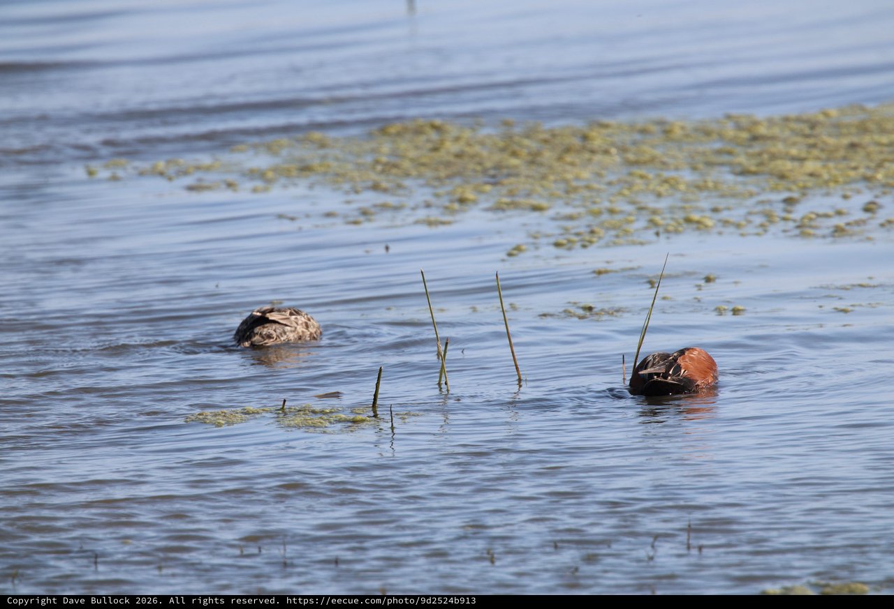 Pair of Grebes Resting in Shallow Wetland Waters