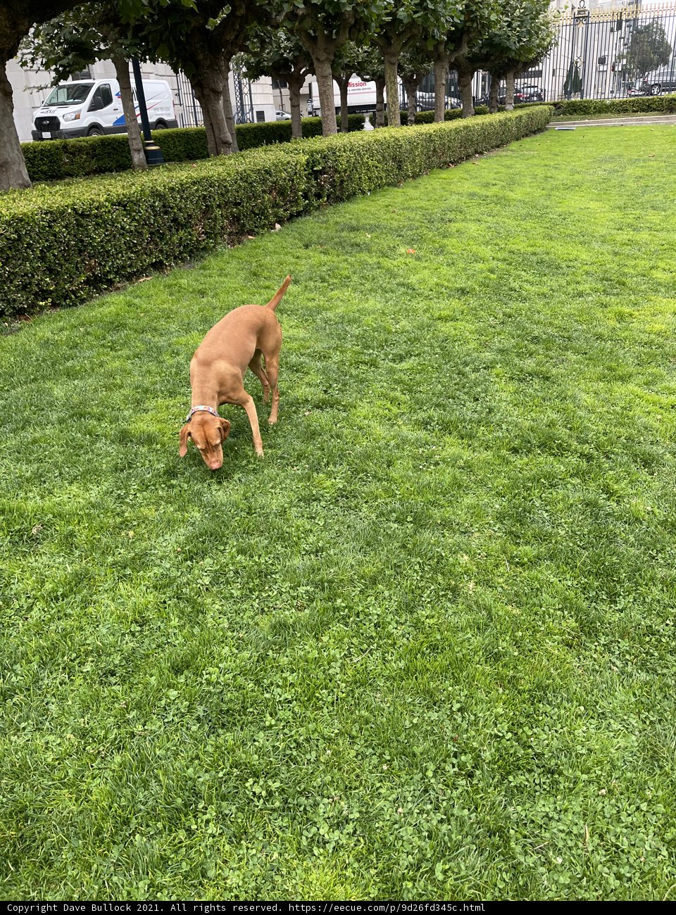 A Canine's Stroll