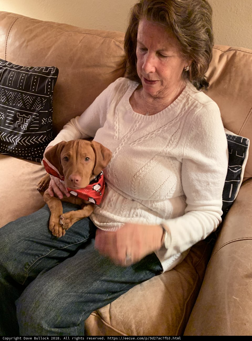 Comforting Companion