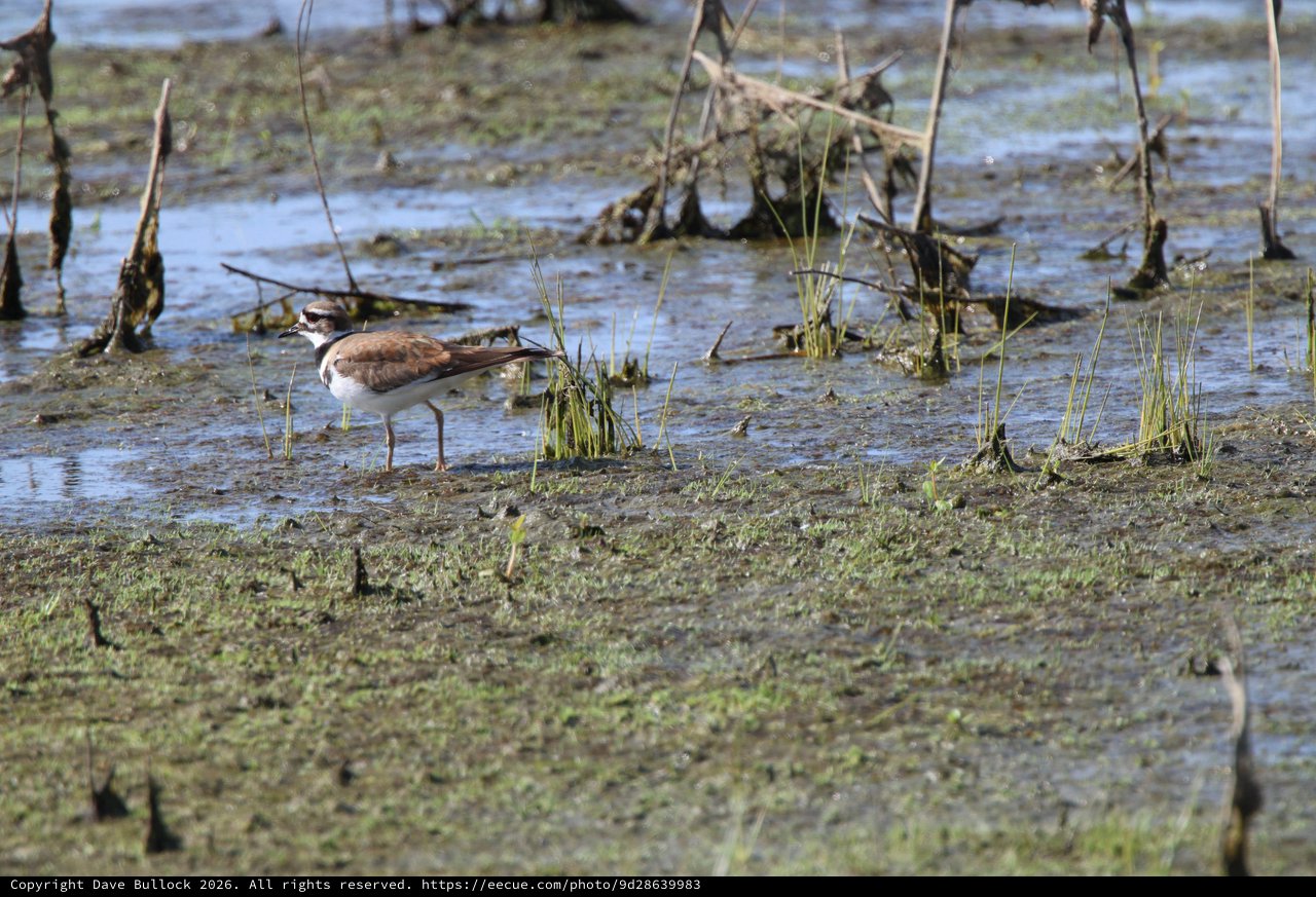 Killdeer Wading in Shallow Wetland Waters