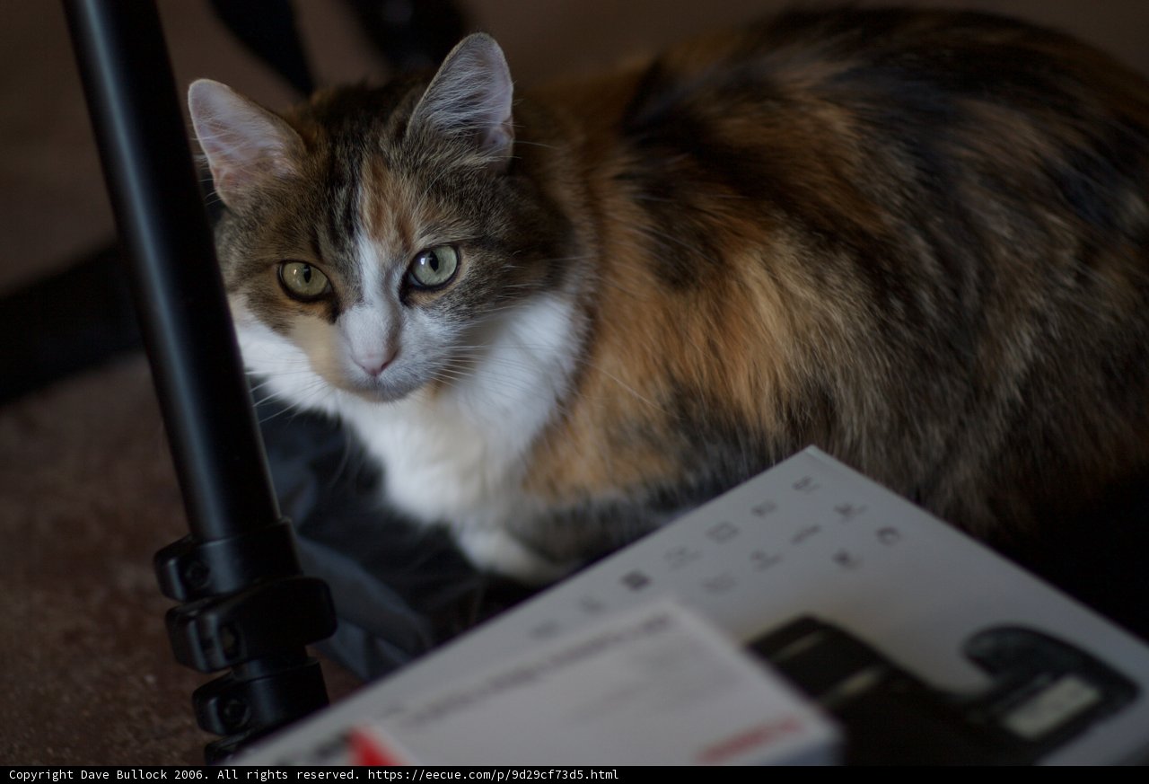 Calico Cat Watching Over the Camera