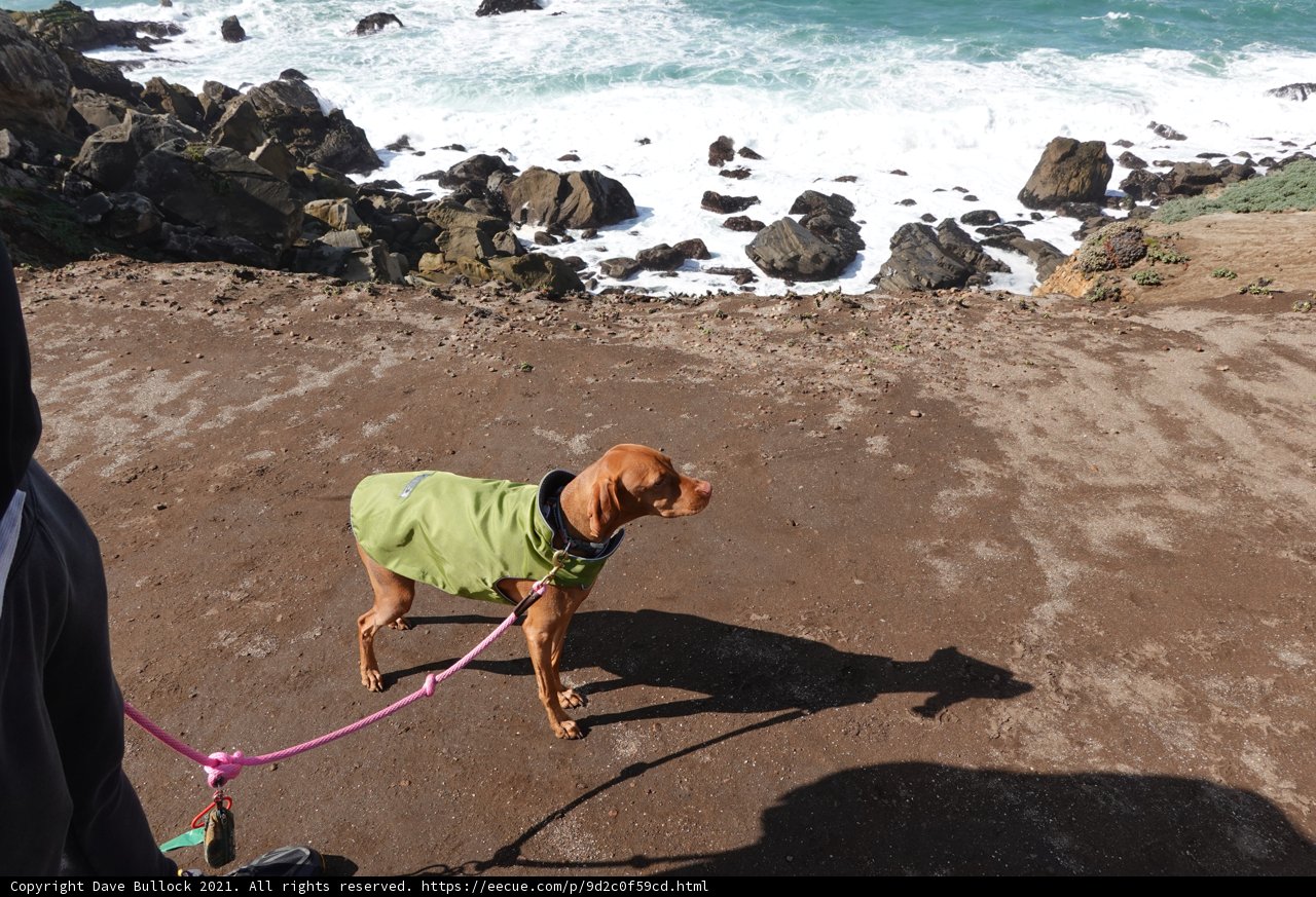 Green Jacketed Hound at the Beach