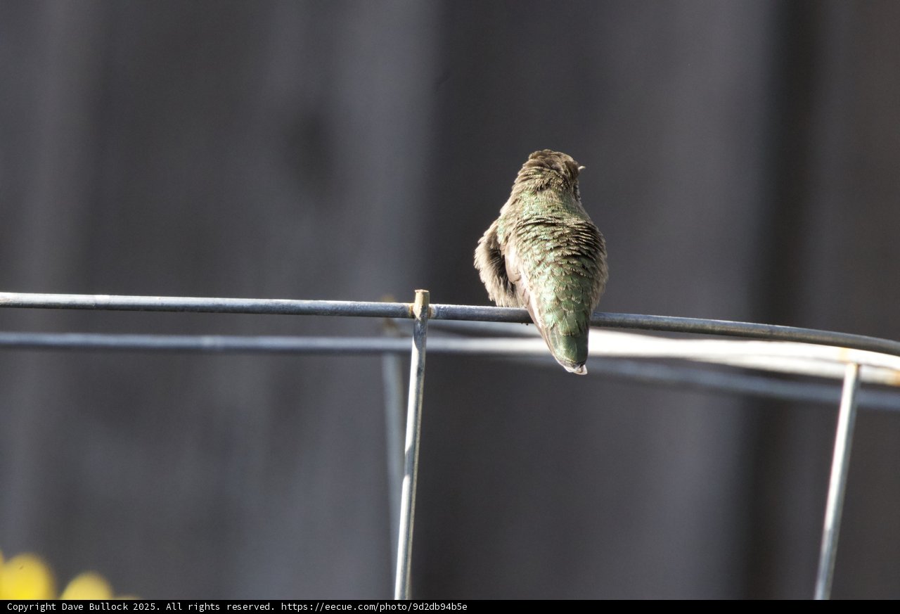 A Quiet Perch