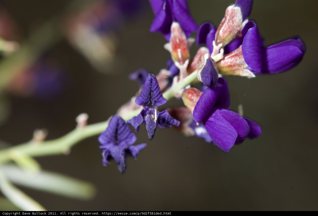 Purple Iris Blossoming in Anza