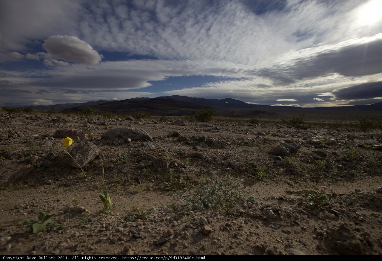 Desert Bloom
