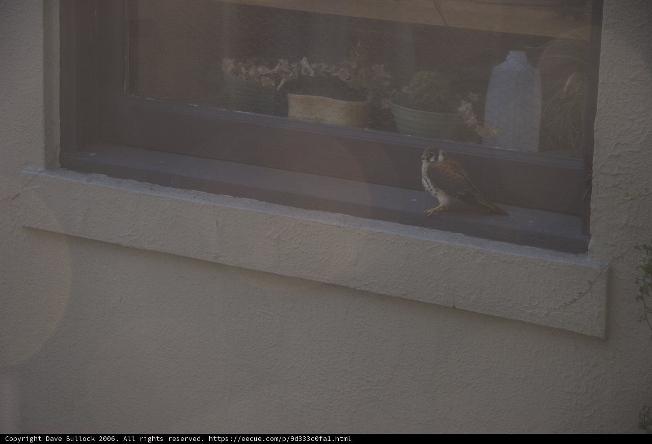 Window Watcher