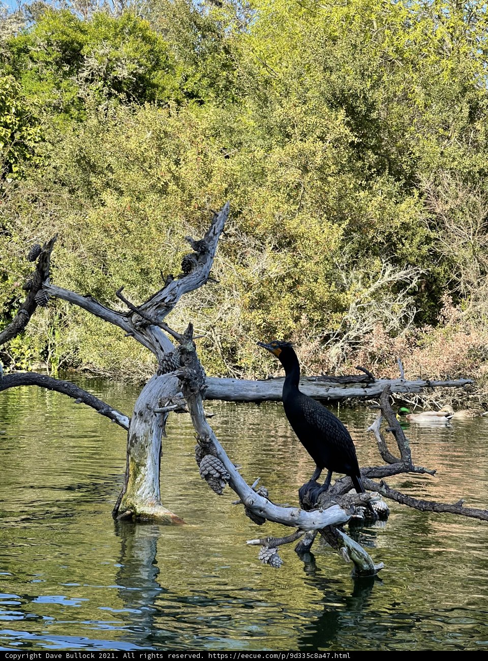 Cormorant Perched on Tree Branch in Stow Lake