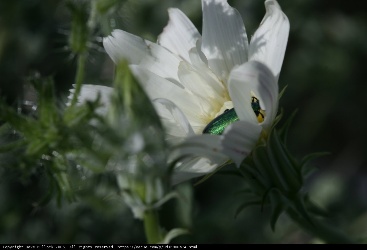 Green Bug on a White Geranium