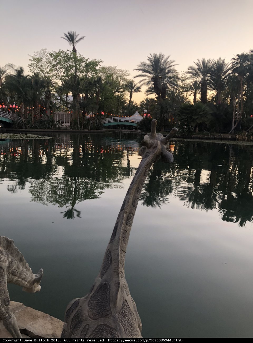 Giraffes by the Summer Pond