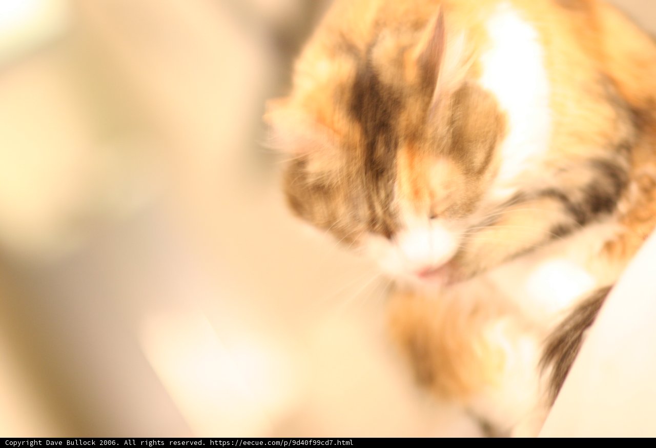 Fuzzy Feline Feeling