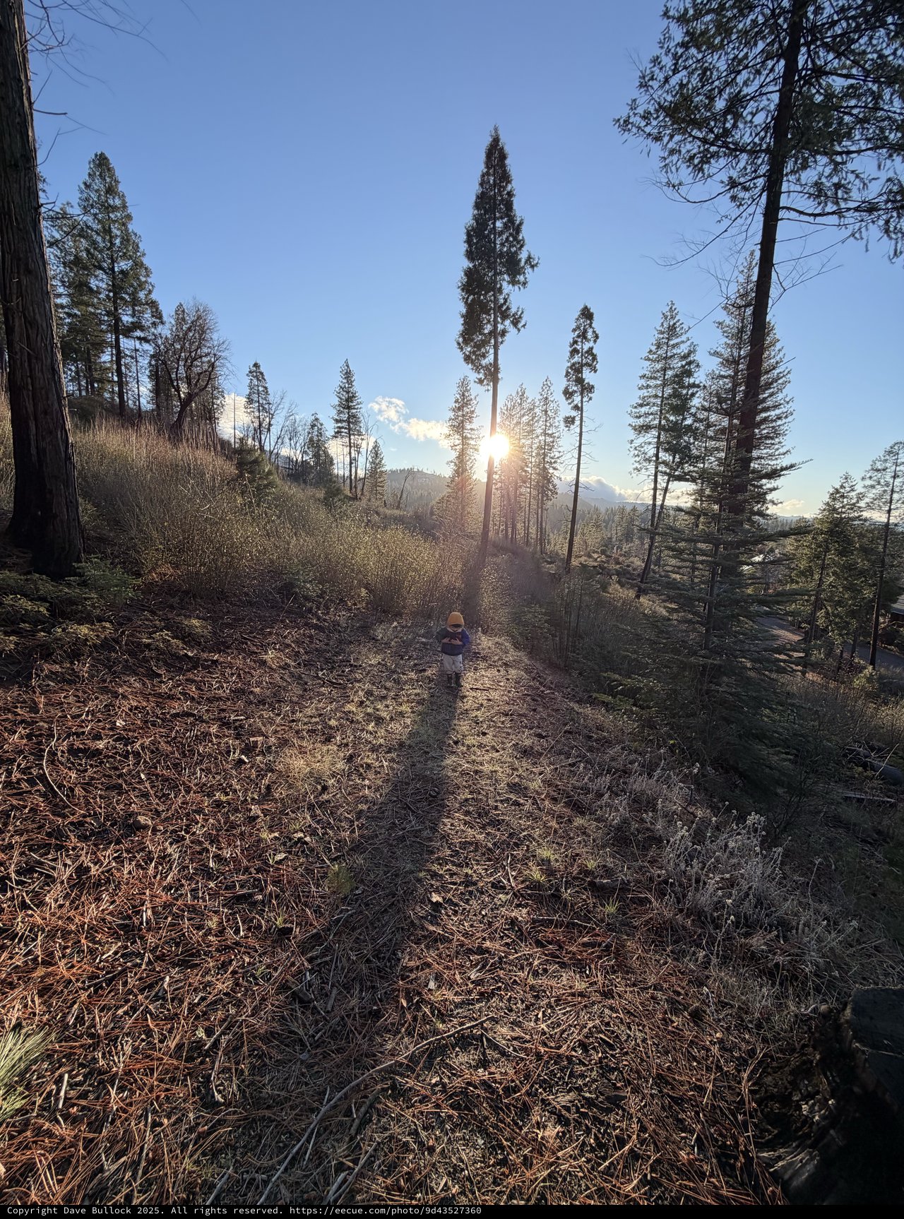 Toddler Walking Into Golden Sunset Through Pine Forest
