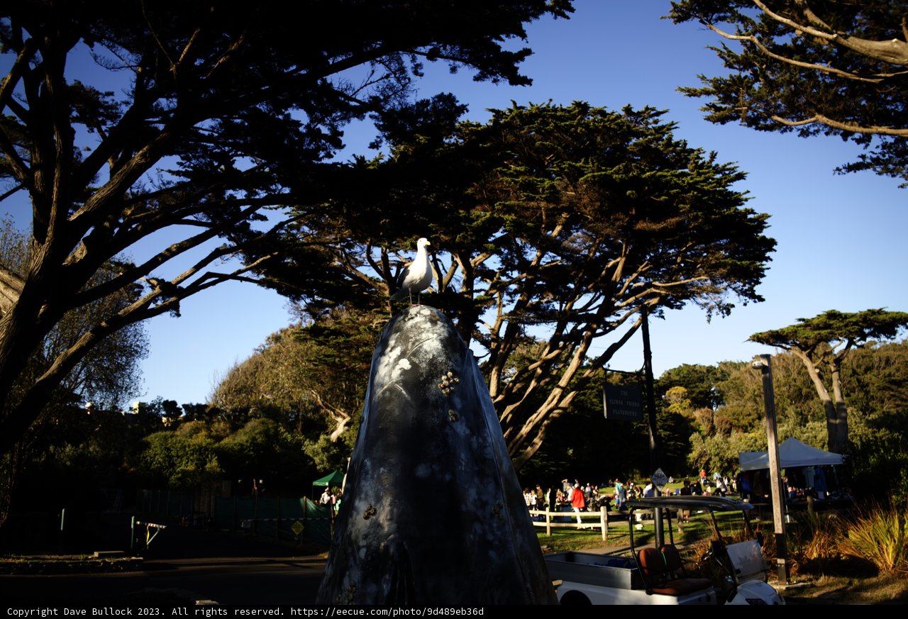 Majestic Serenity, Delores Park - 2023