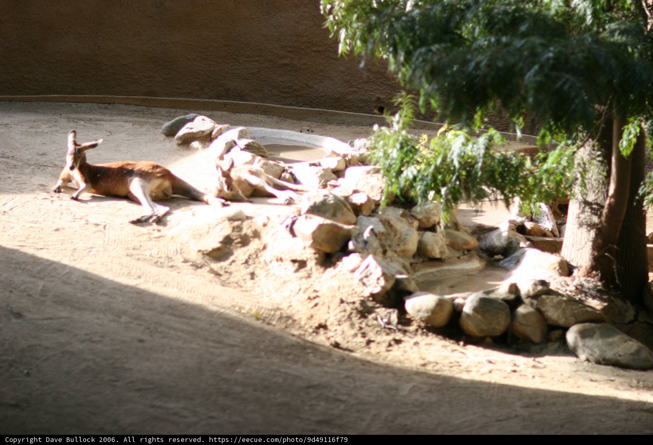 Resting 'Roo