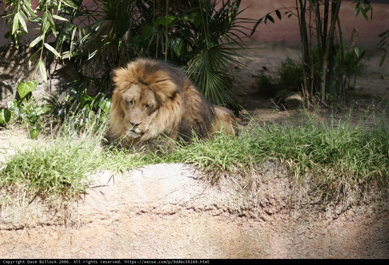 King of the Zoo