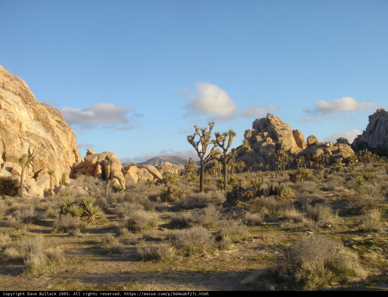 Desert Oasis