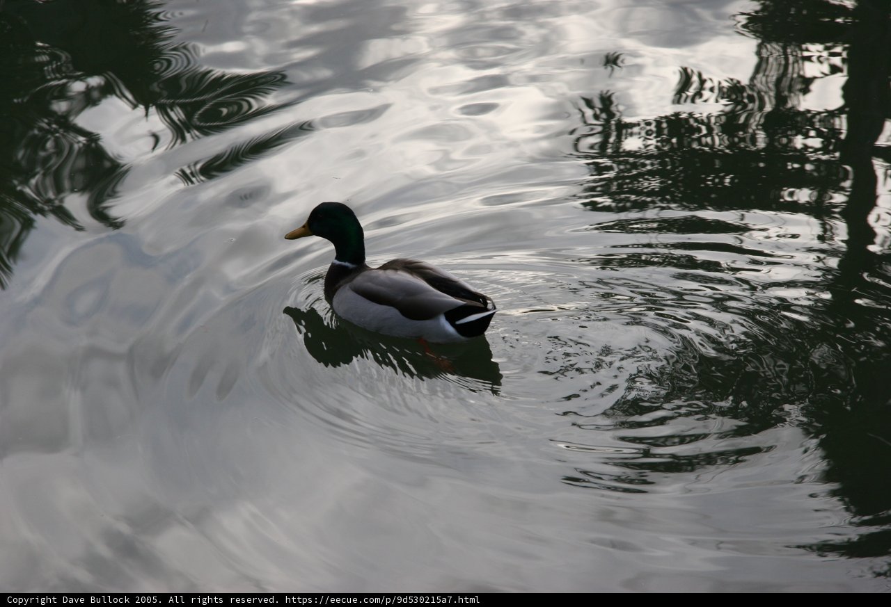 Serene Duck in a Rippling Pond