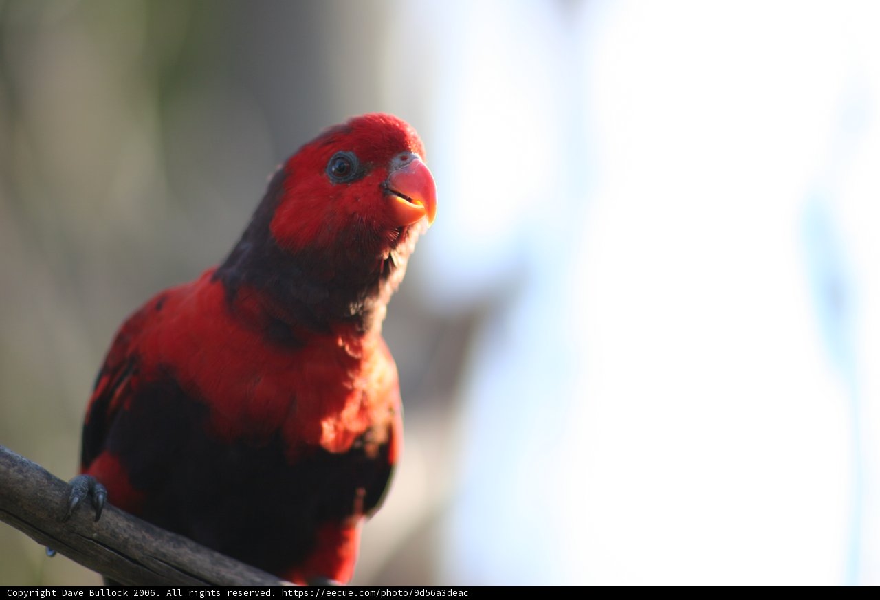 Red Parakeet Perched on Branch