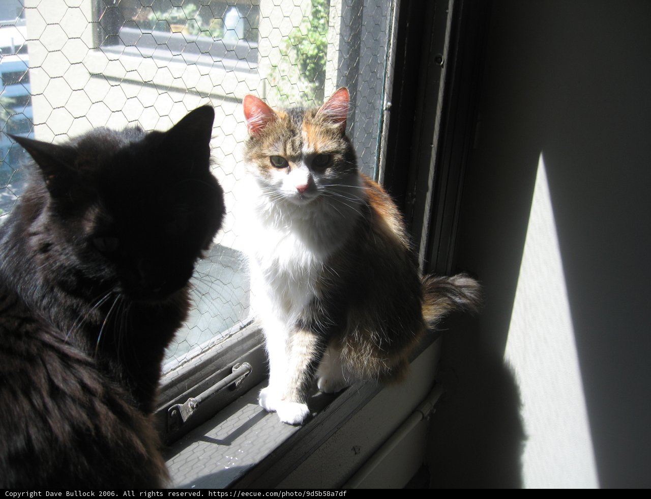 Feline Friends on the Window Sill