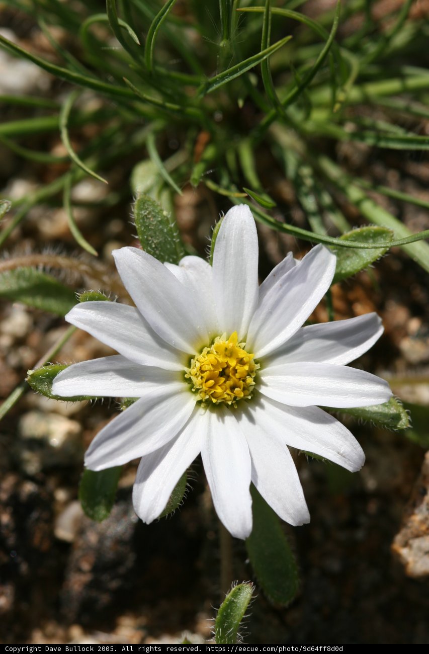 White Daisy in Full Bloom