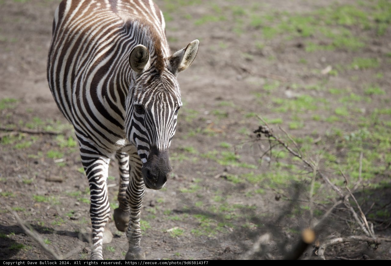 Striped Stroll at SF Zoo