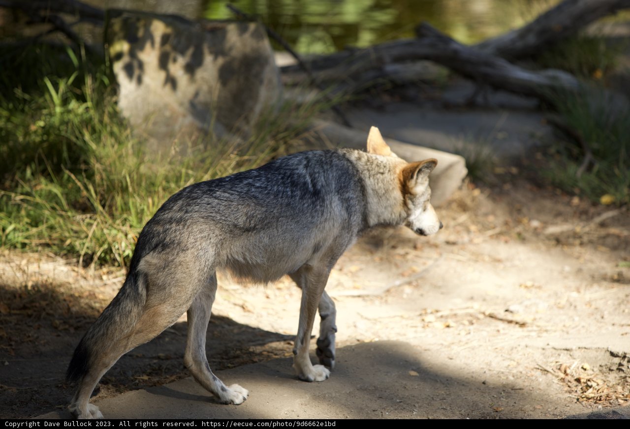 Majestic Canine of the Wild
