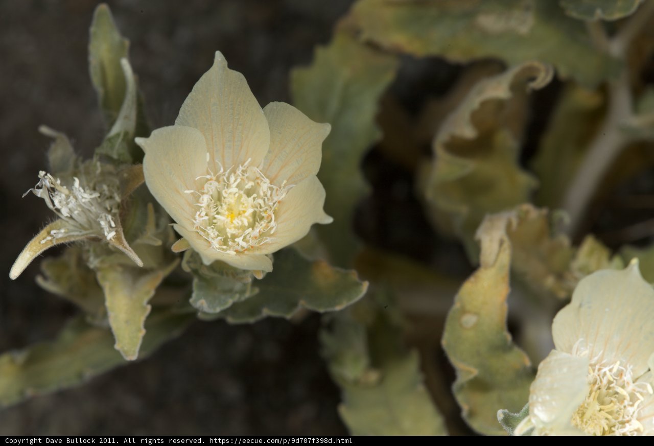 A Delicate Anemone Flower