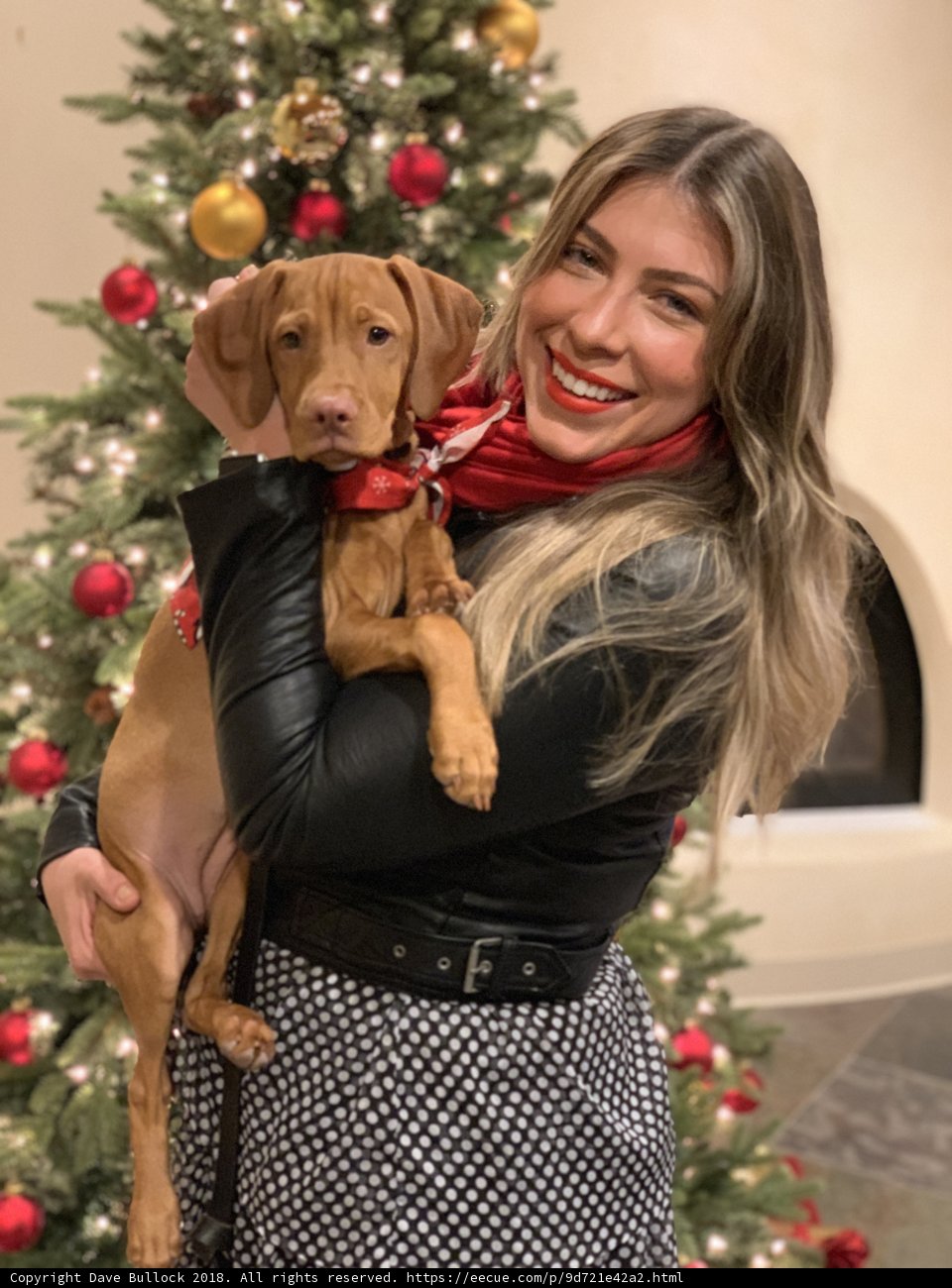 A Merry Christmas with My Furry Friend