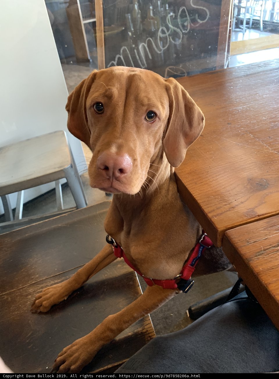 Fido's Fancy Table Talk
