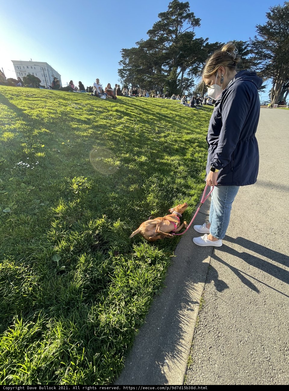 Leisurely Stroll with Furry Friend