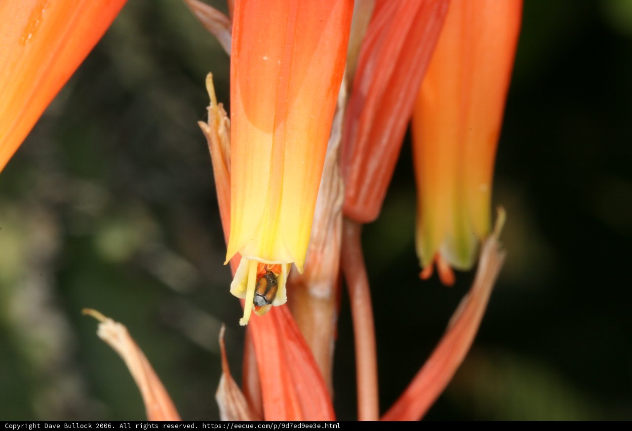 Busy Bee on Flower