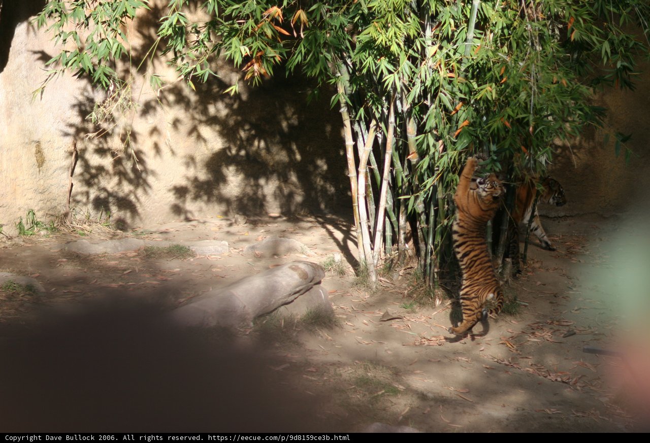 Camouflaged Carnivore