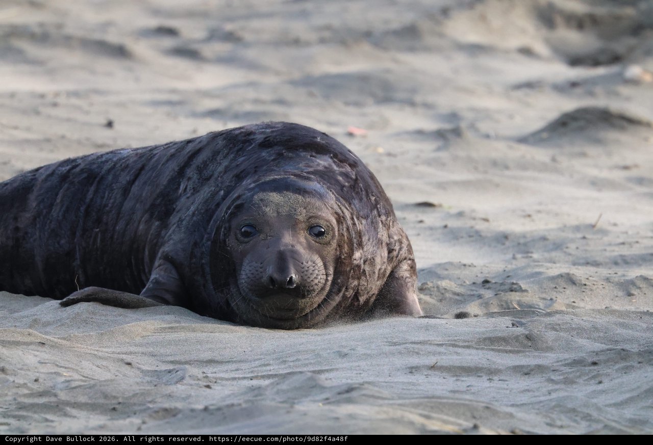 Young Elephant Seal Resting on Sandy Beach