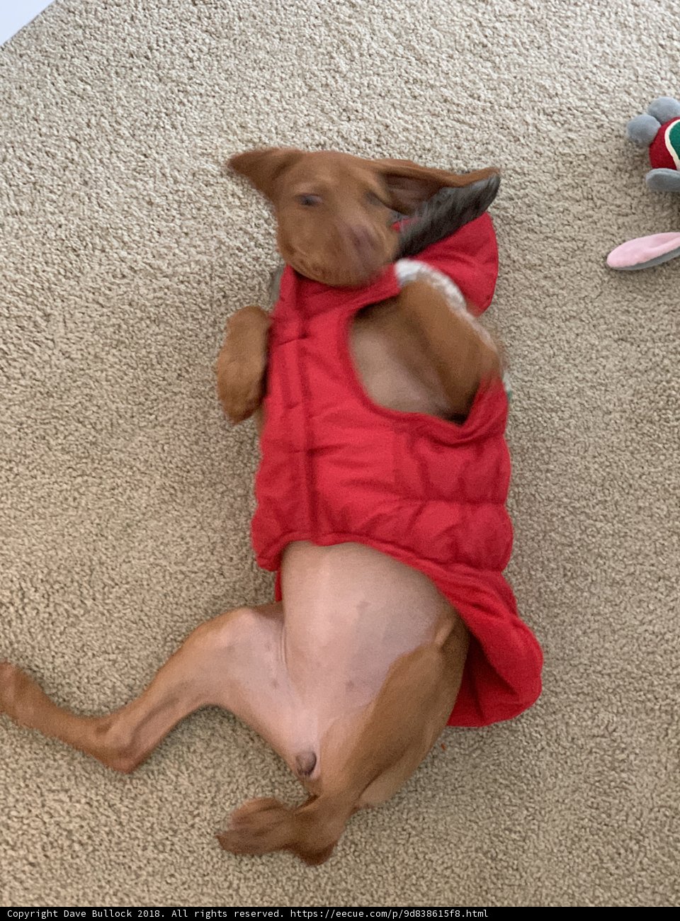 Stylish Pup