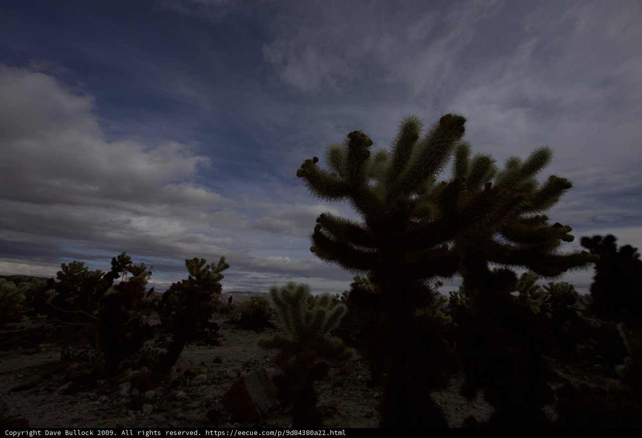 Desert Cactus Beneath Cloudy Skies