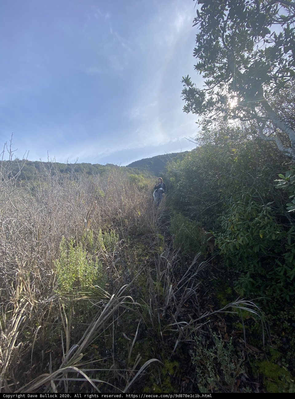 Walk in the Woods