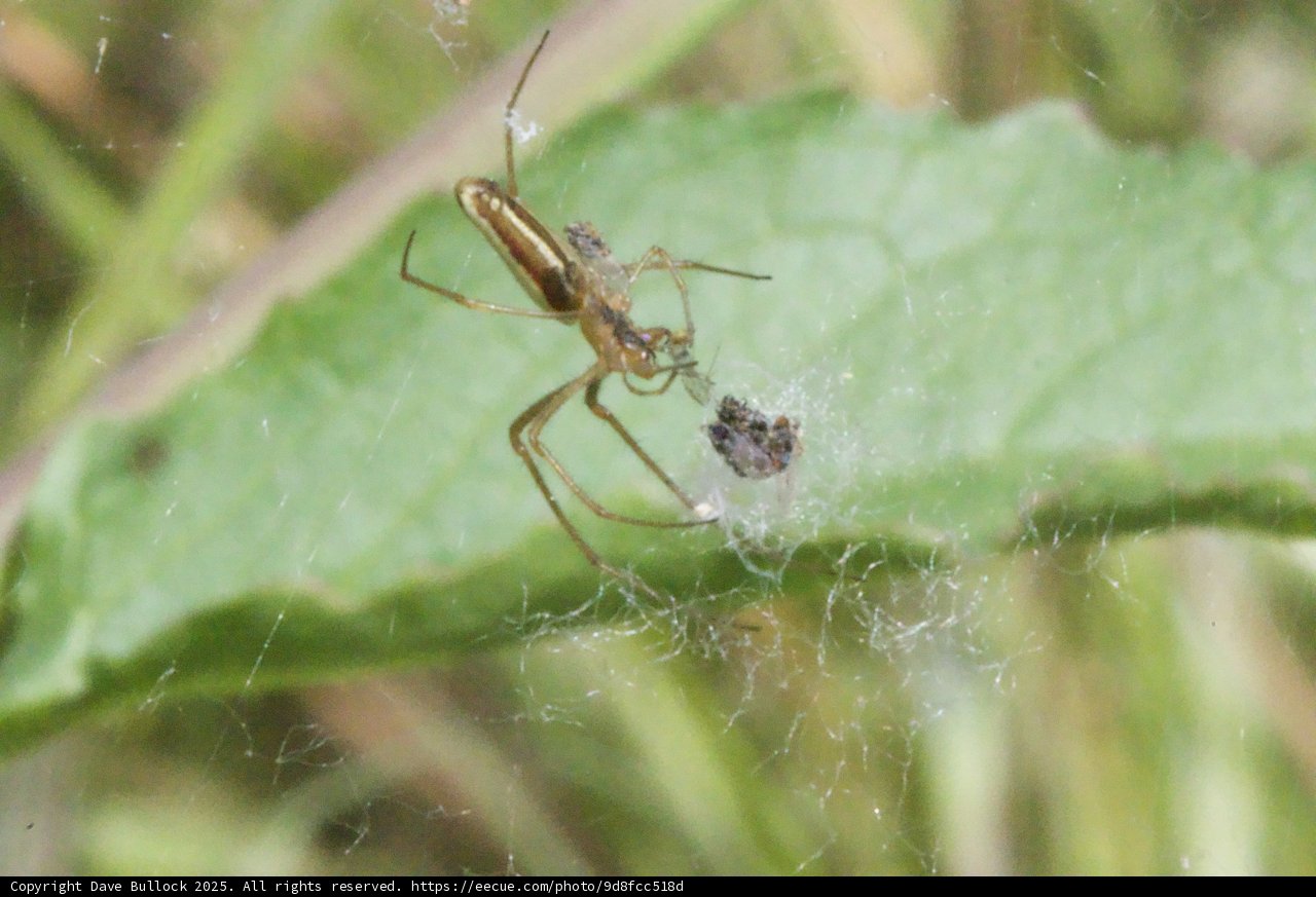 Dance of the Garden Spider
