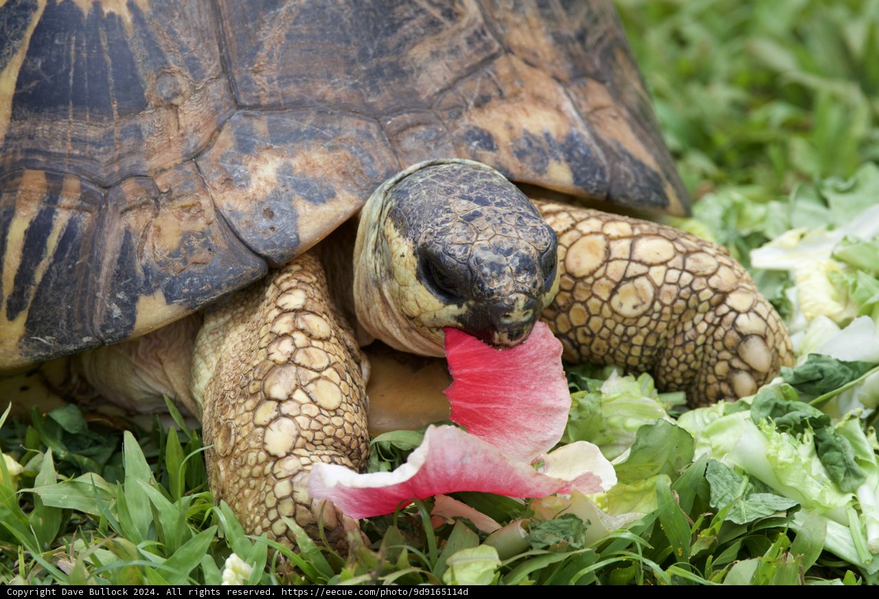 Lunchtime Leisure at the Honolulu Zoo