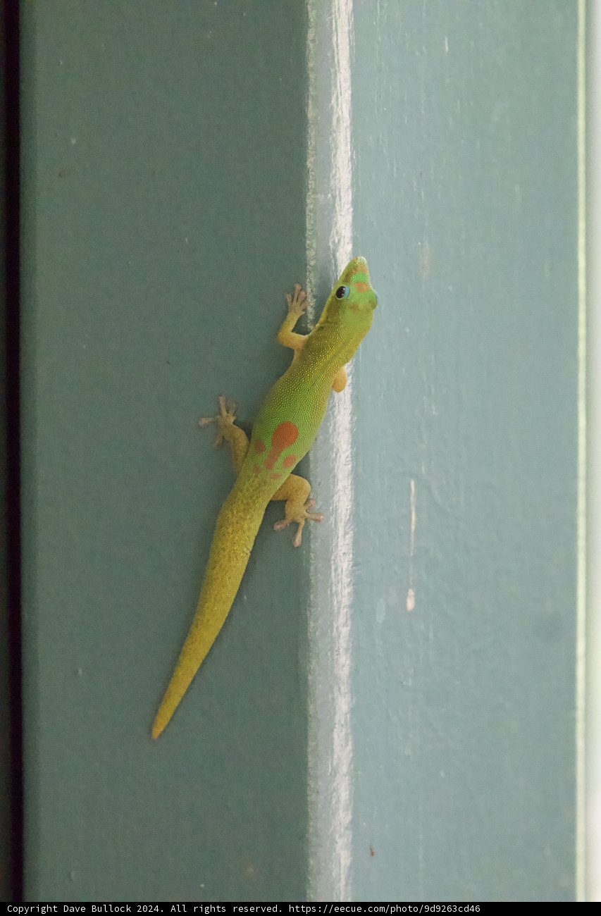 Vibrant Visitor: A Day at the Honolulu Zoo