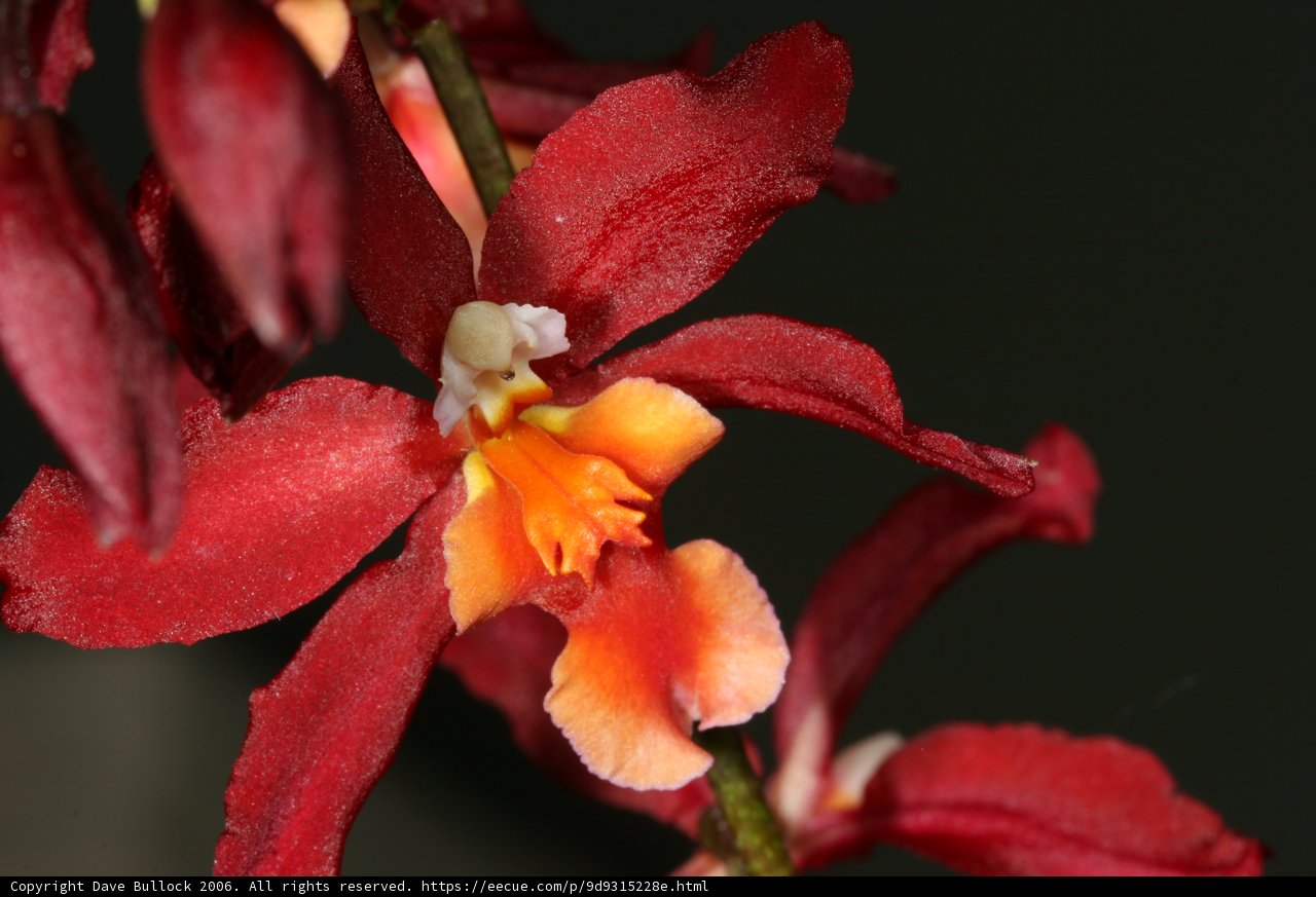 Vibrant Red Orchid Blooms