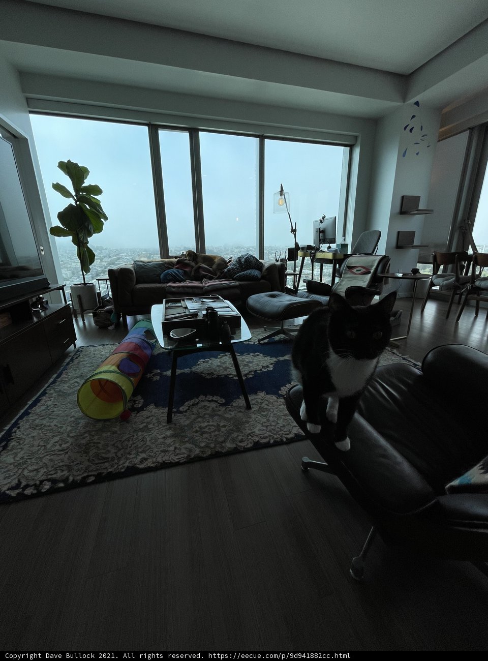 Feline Living Room