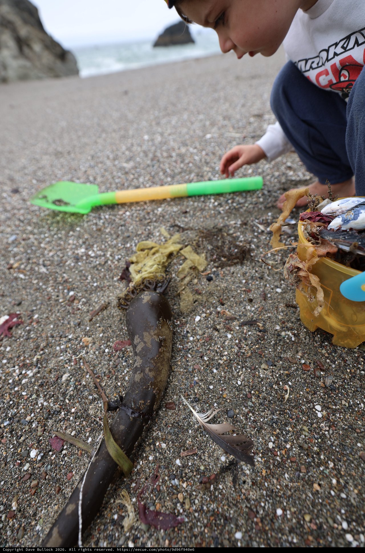 Young Explorer Examines Beached Fish on Rocky Shore