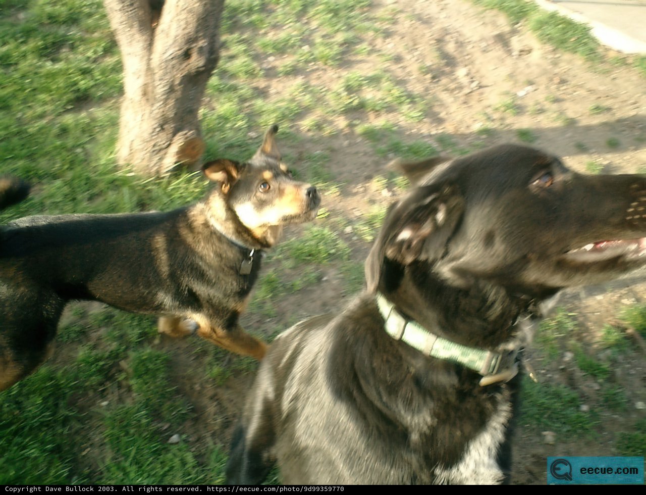 Canine Companions on the Grass