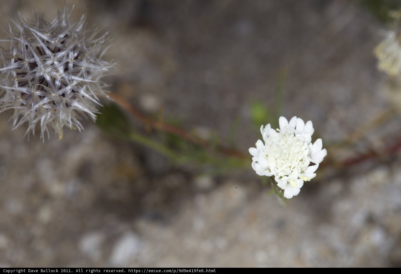 Solitary Beauty