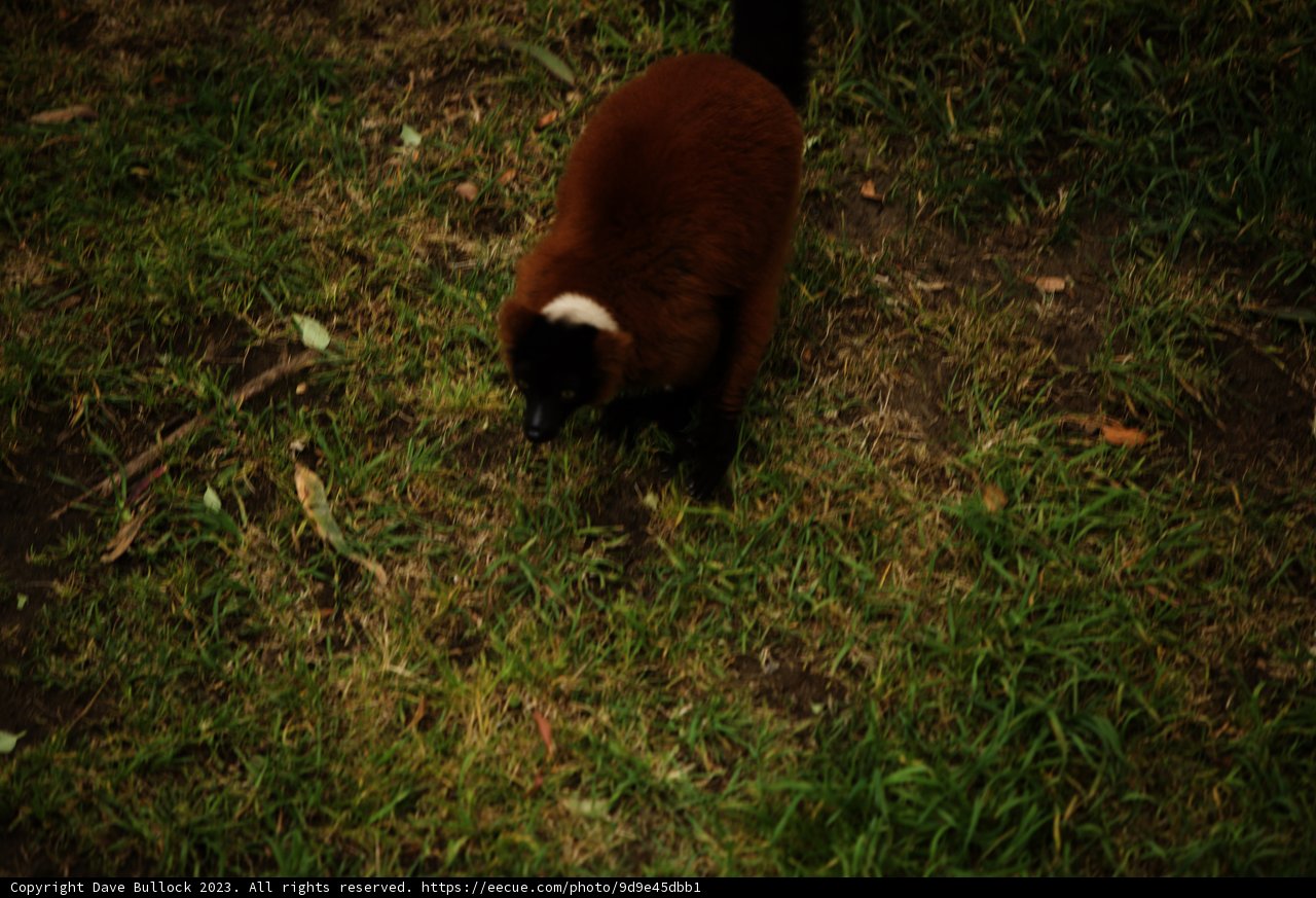 The Rare Glimpse of a Red Ruffed Lemur