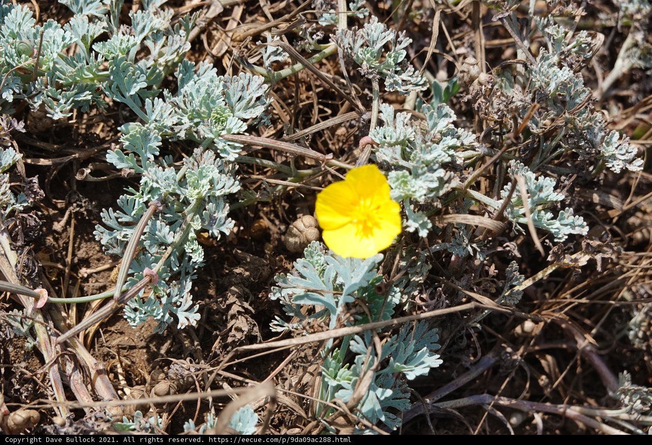 Lone Yellow Bloom Amidst Greenery