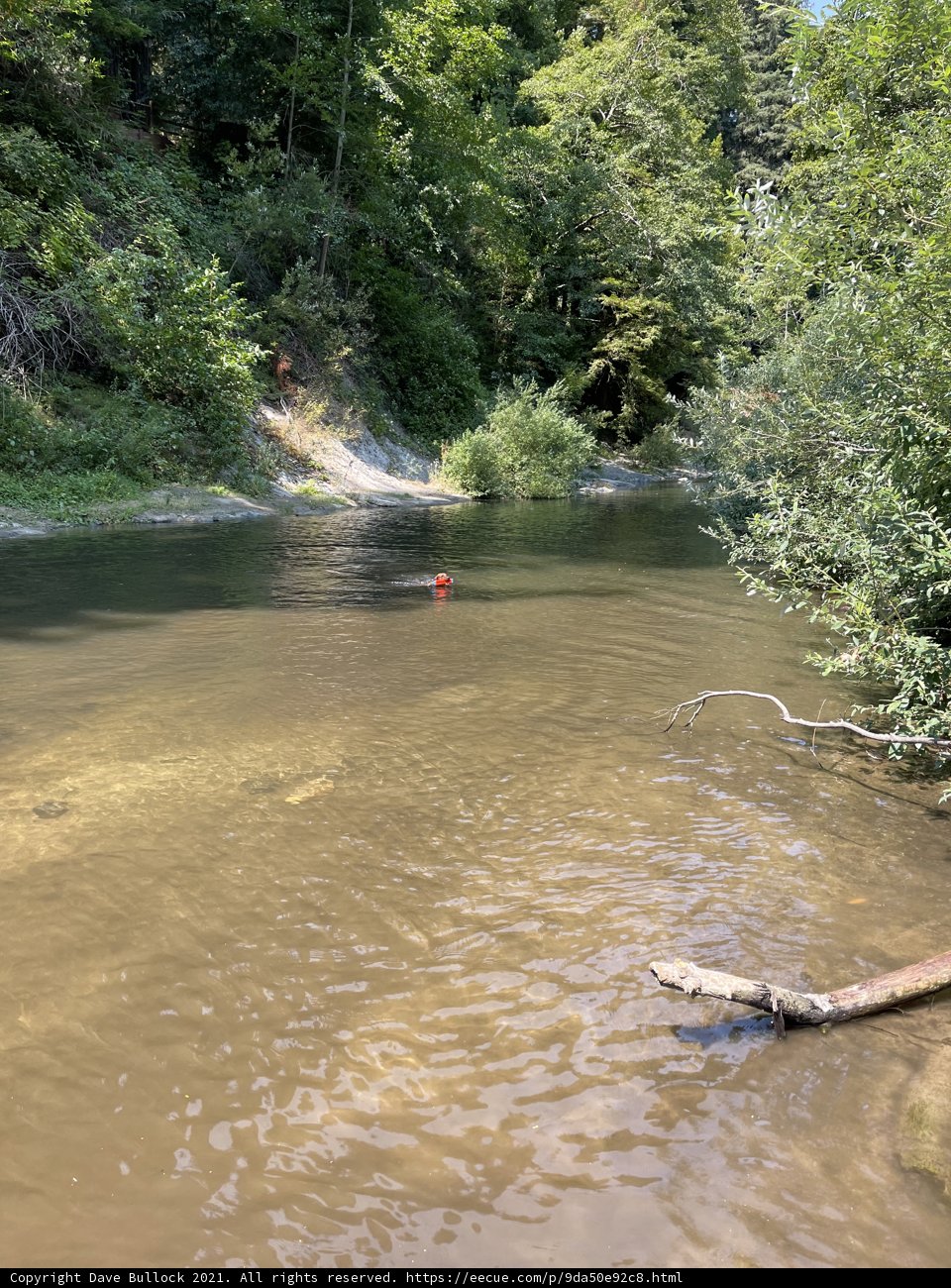 Red Duck Enjoys Nature's Serenity