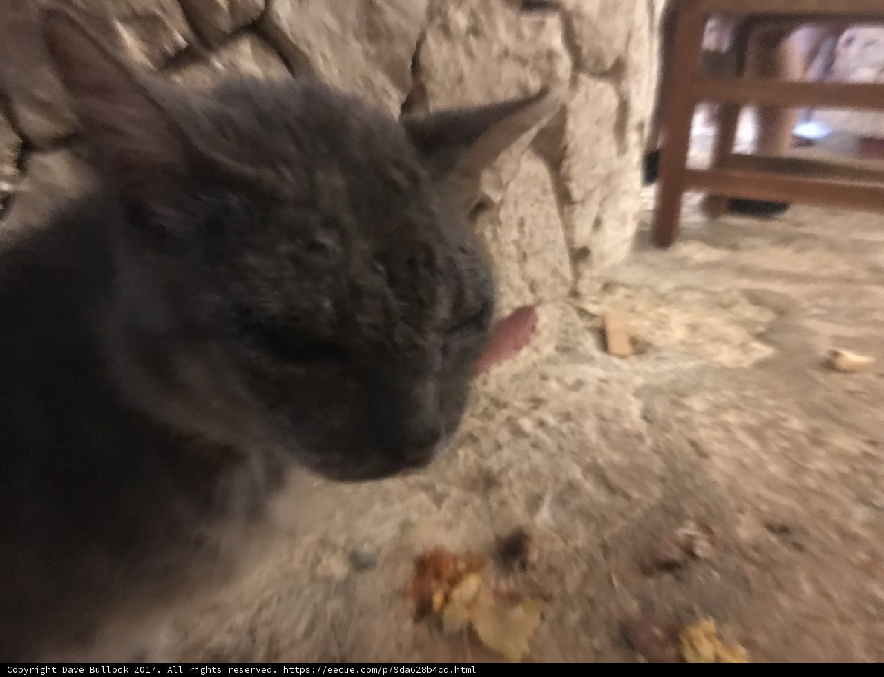 Gray Cat Posing in Front of Ancient Stone Wall