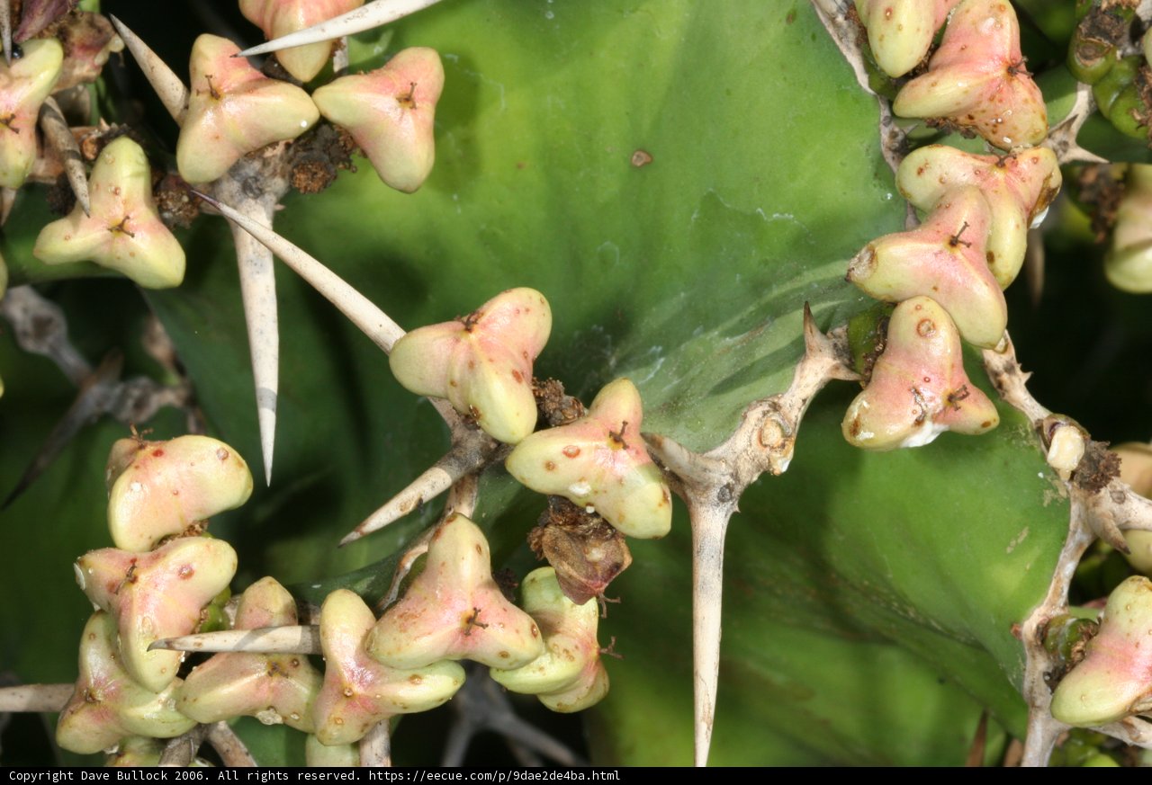 Blooming Cactus