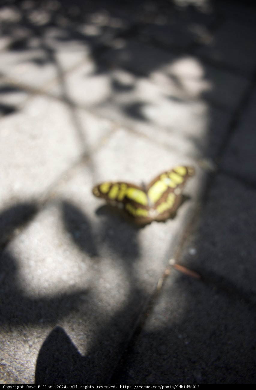 Butterfly Visitor on the Walkway