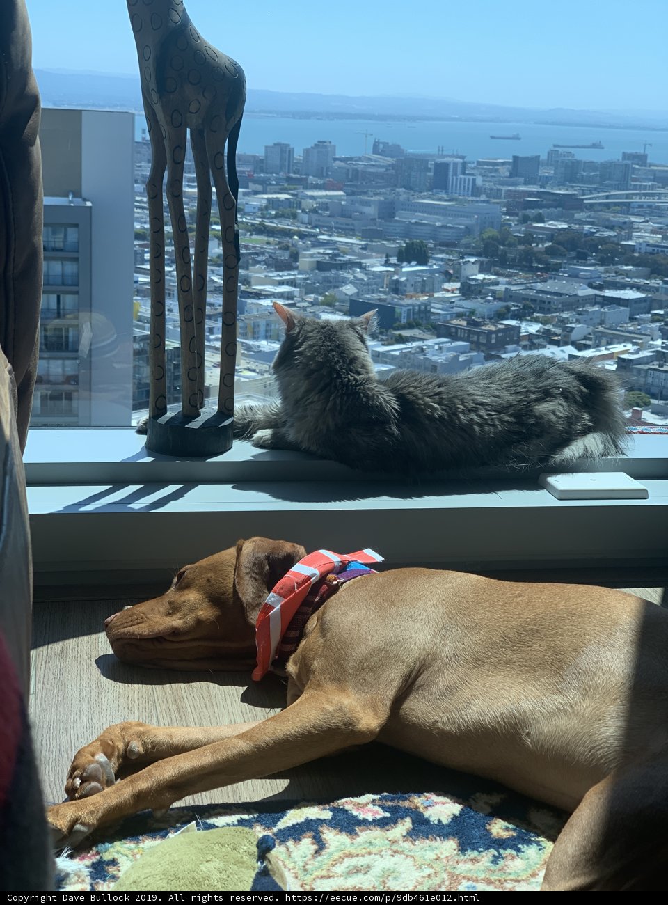 Furry Friends on a San Francisco Rug